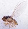 Asteia amoena